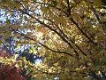 Autumn leaves, University of New England IMGP8890